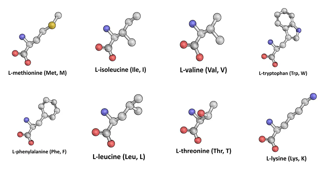 Illustration of the 8 essential amino acids